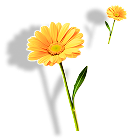 About Decoration