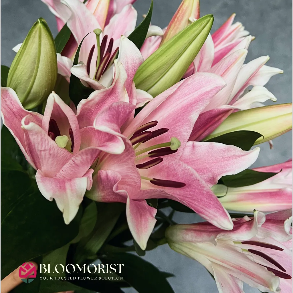 Lilly Casablanca Pink