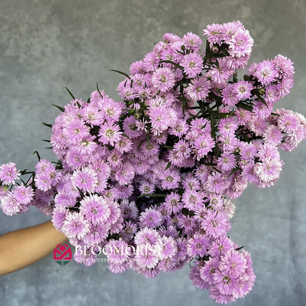 Pikok Pink
