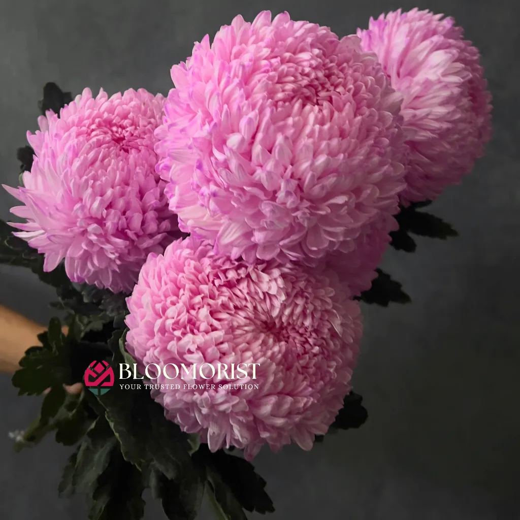 Peony Mum