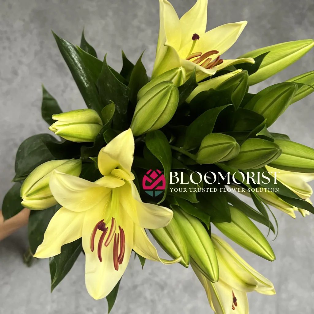 Lilly Casablanca Kuning