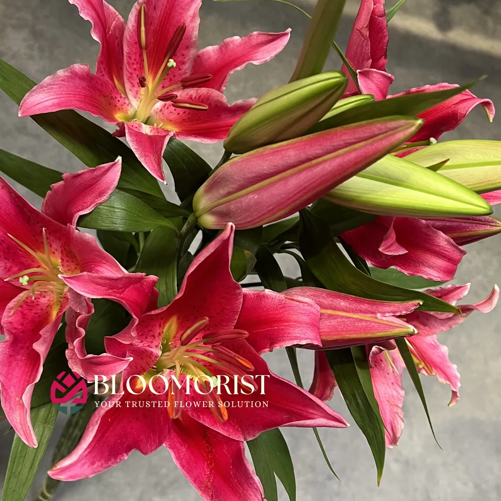 Lilly Casablanca Merah
