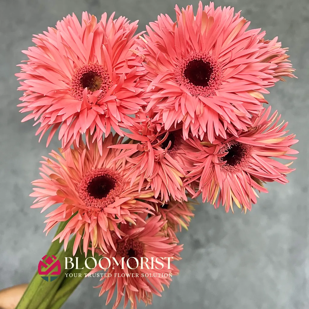Garbera Spider Pink