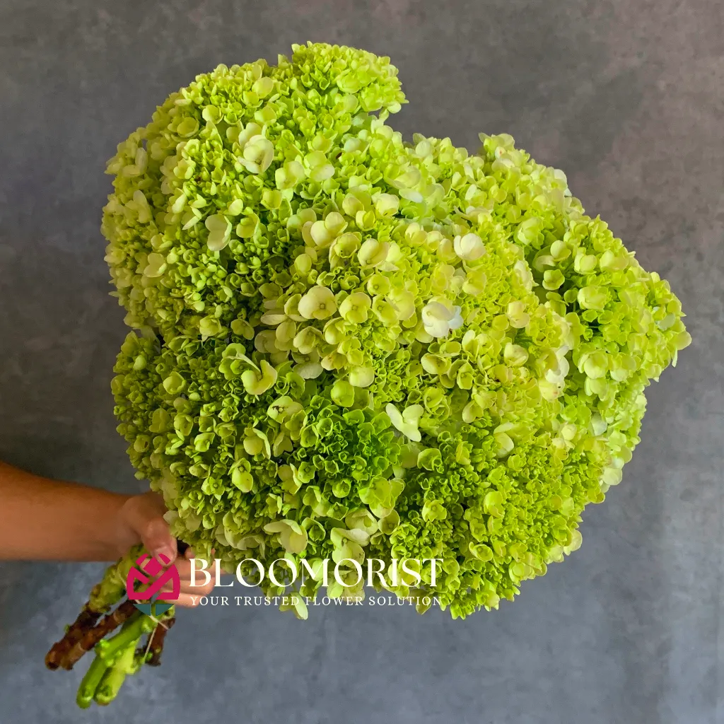 Hydrangea Hijau