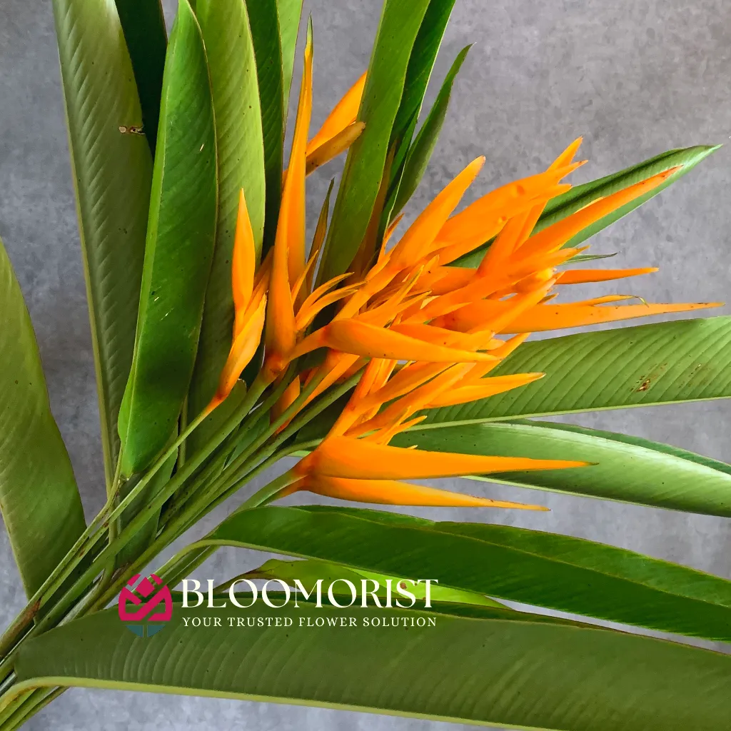 Heliconia Psittacorum