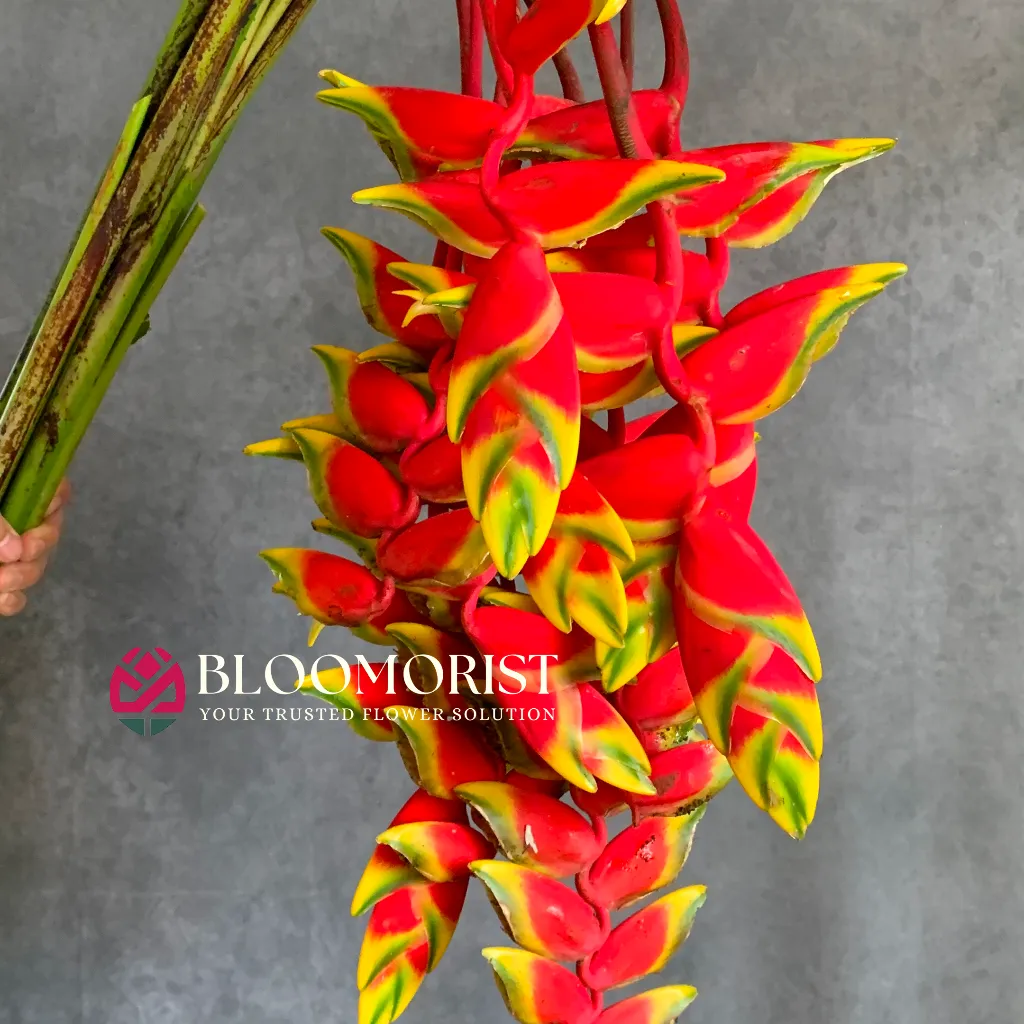 Heliconia Rostrata