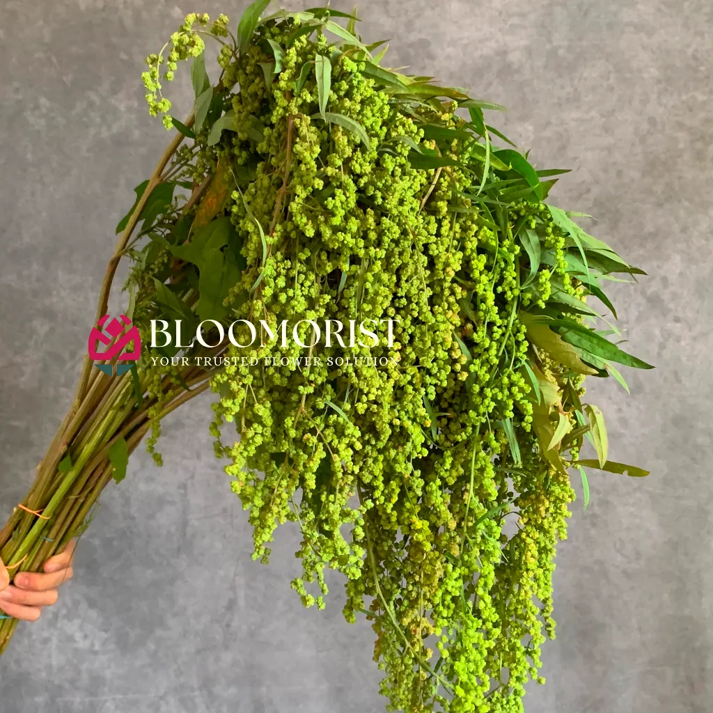Amaranthus Hijau