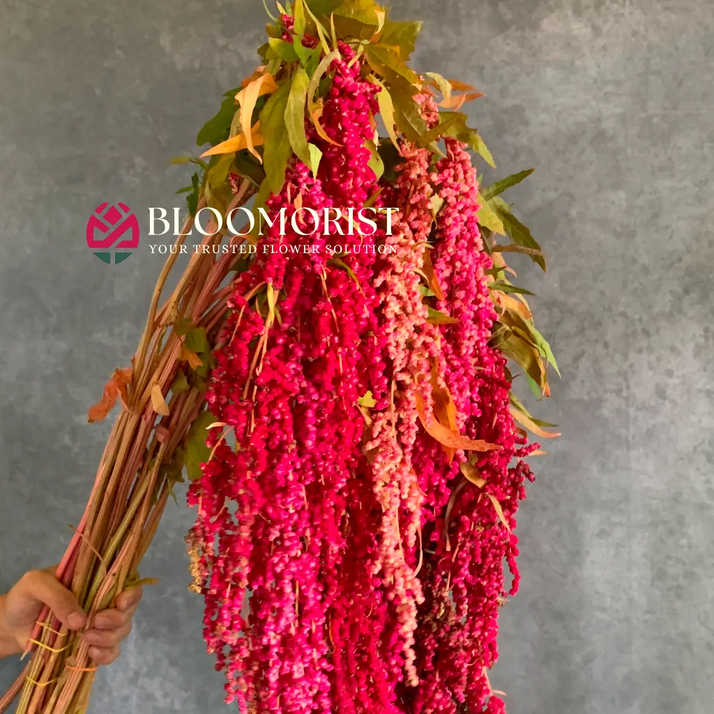 Amaranthus Merah