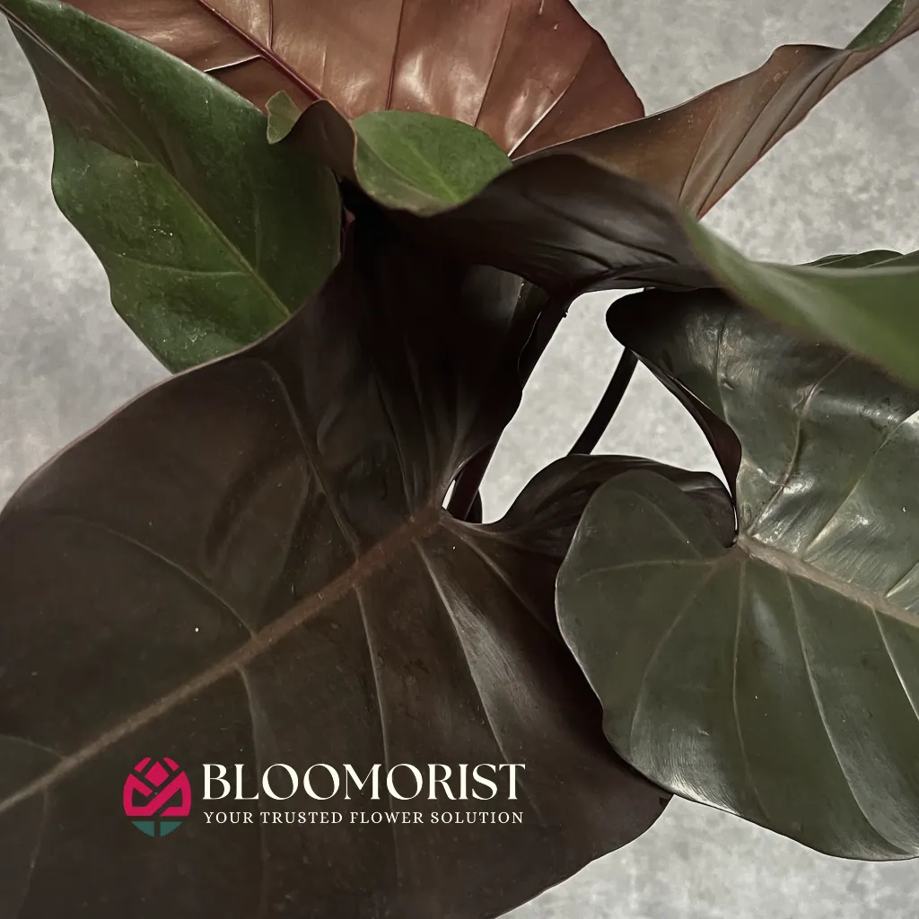 Philodendron Dark Lord