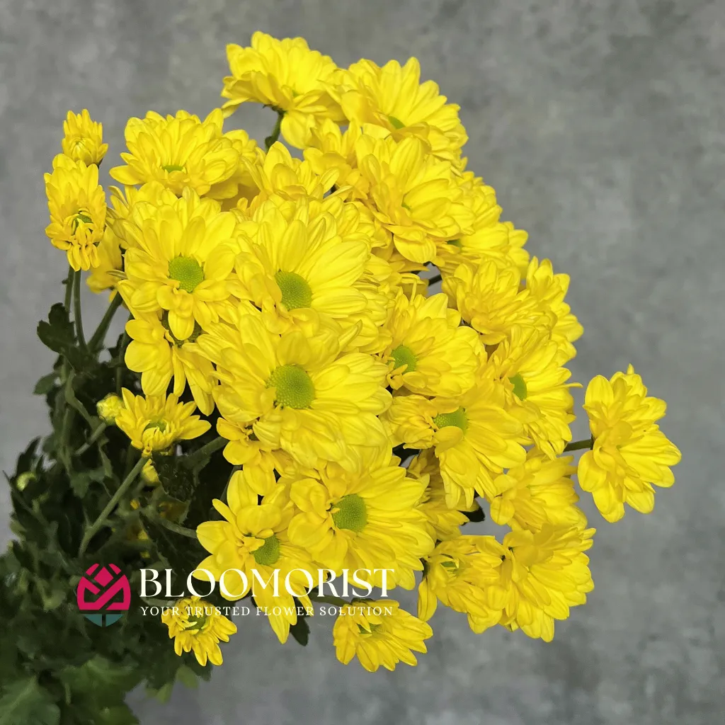 Becardi Kuning