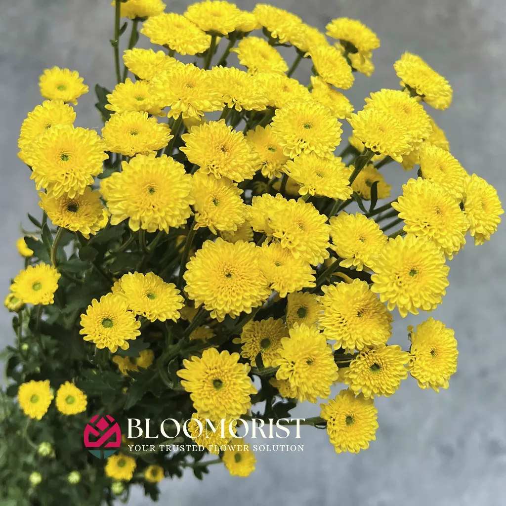 Calimero Kuning