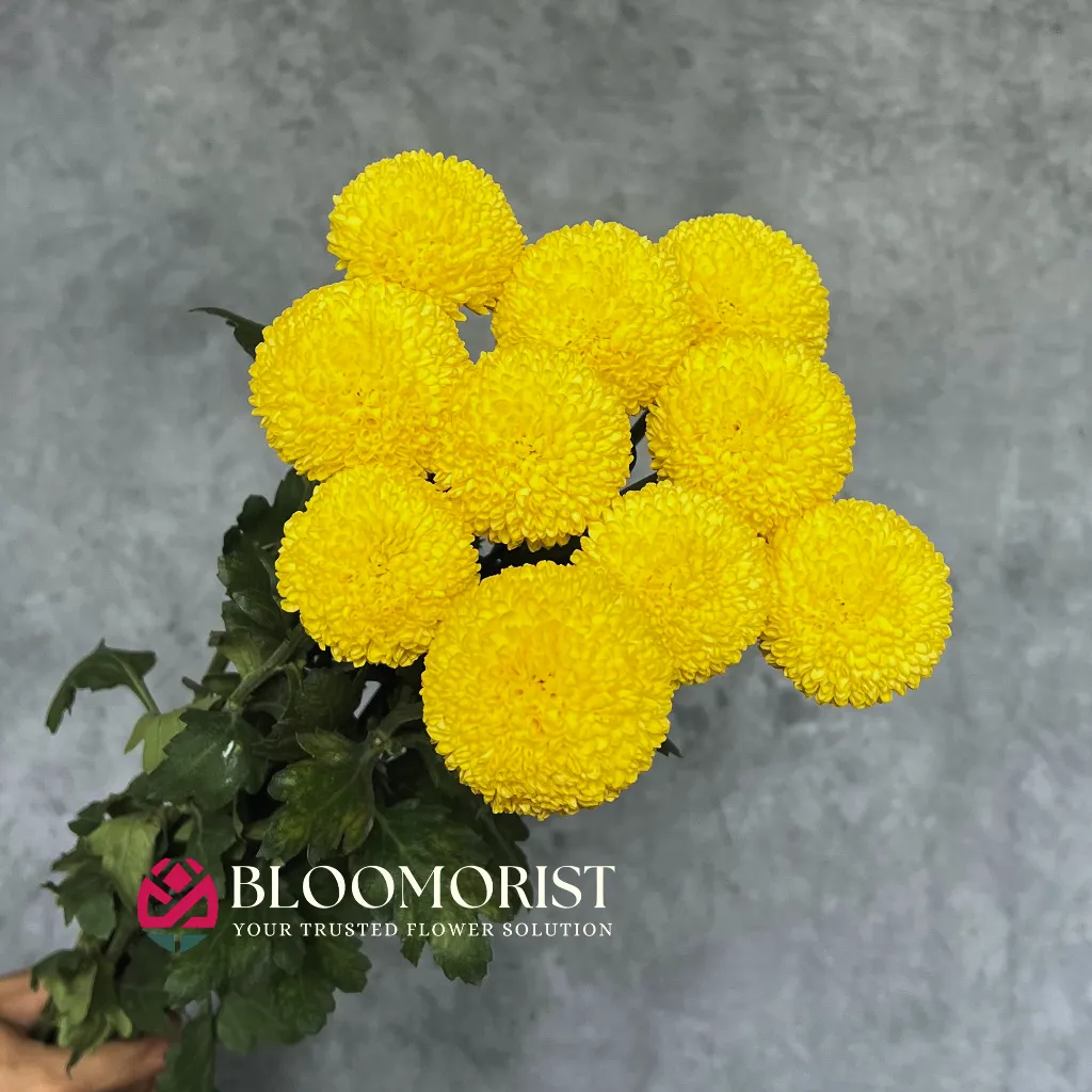 Pom-Pom Kuning