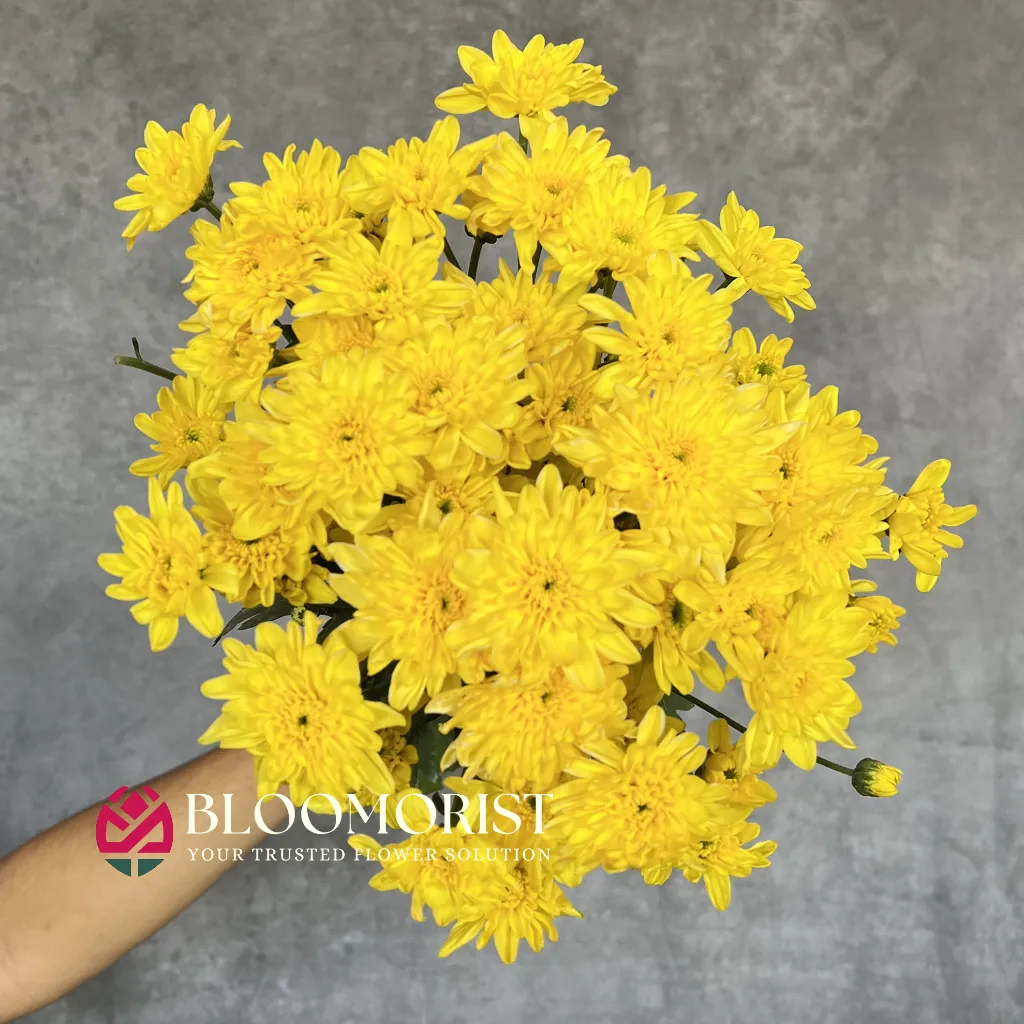 Jimla Kuning