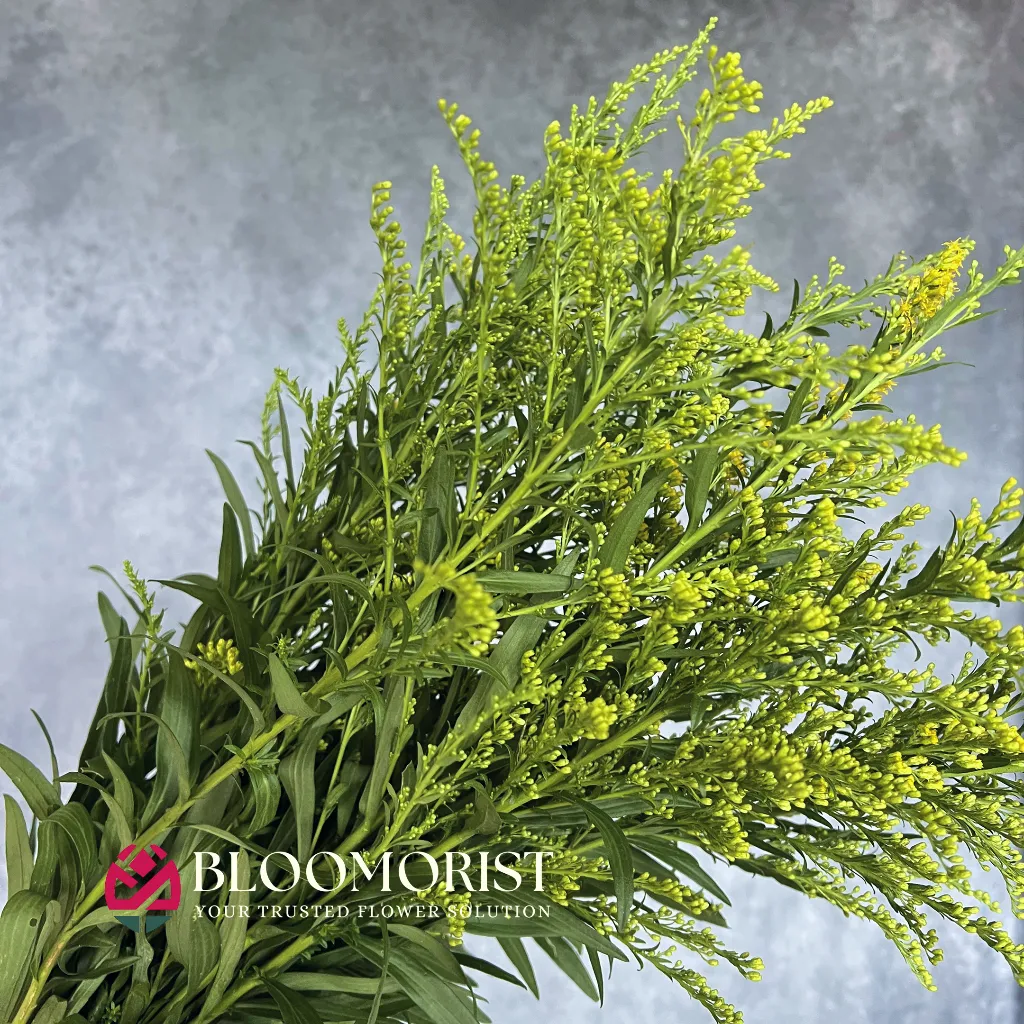 Solidago