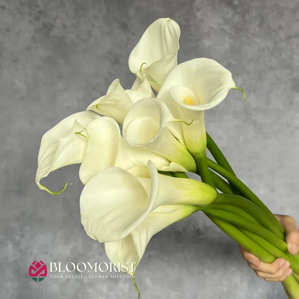 Calla Lilly Putih