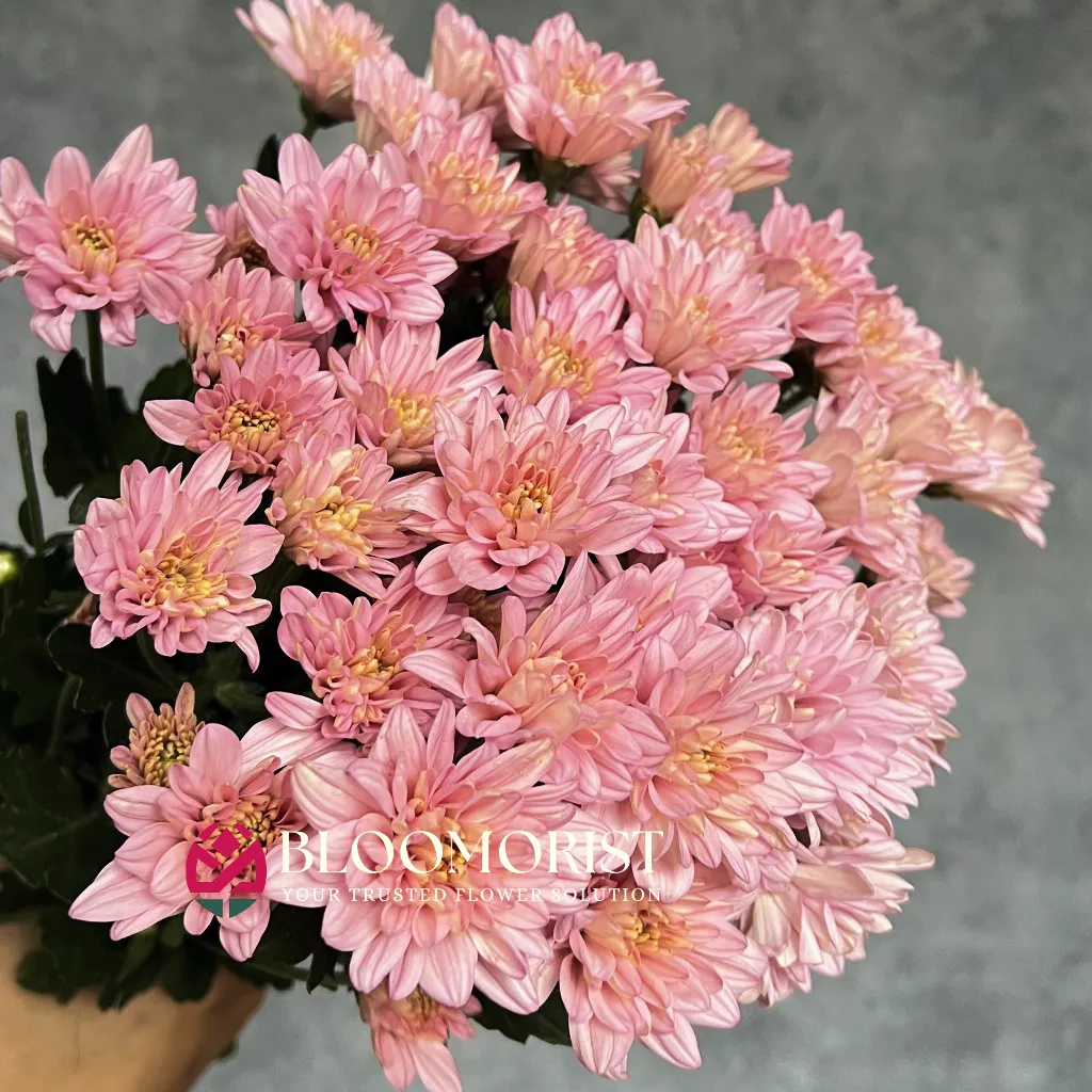 Nismara Pink