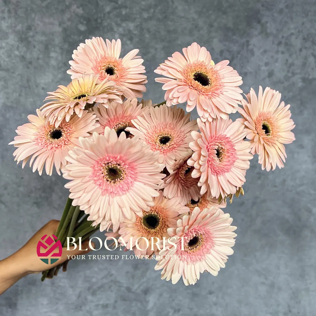 Garbera Pink Soft