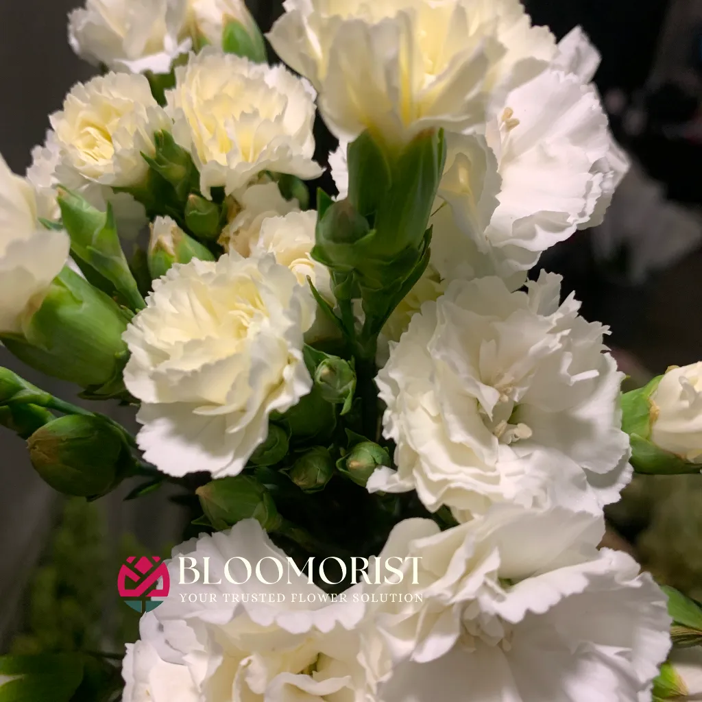 Carnation Putih