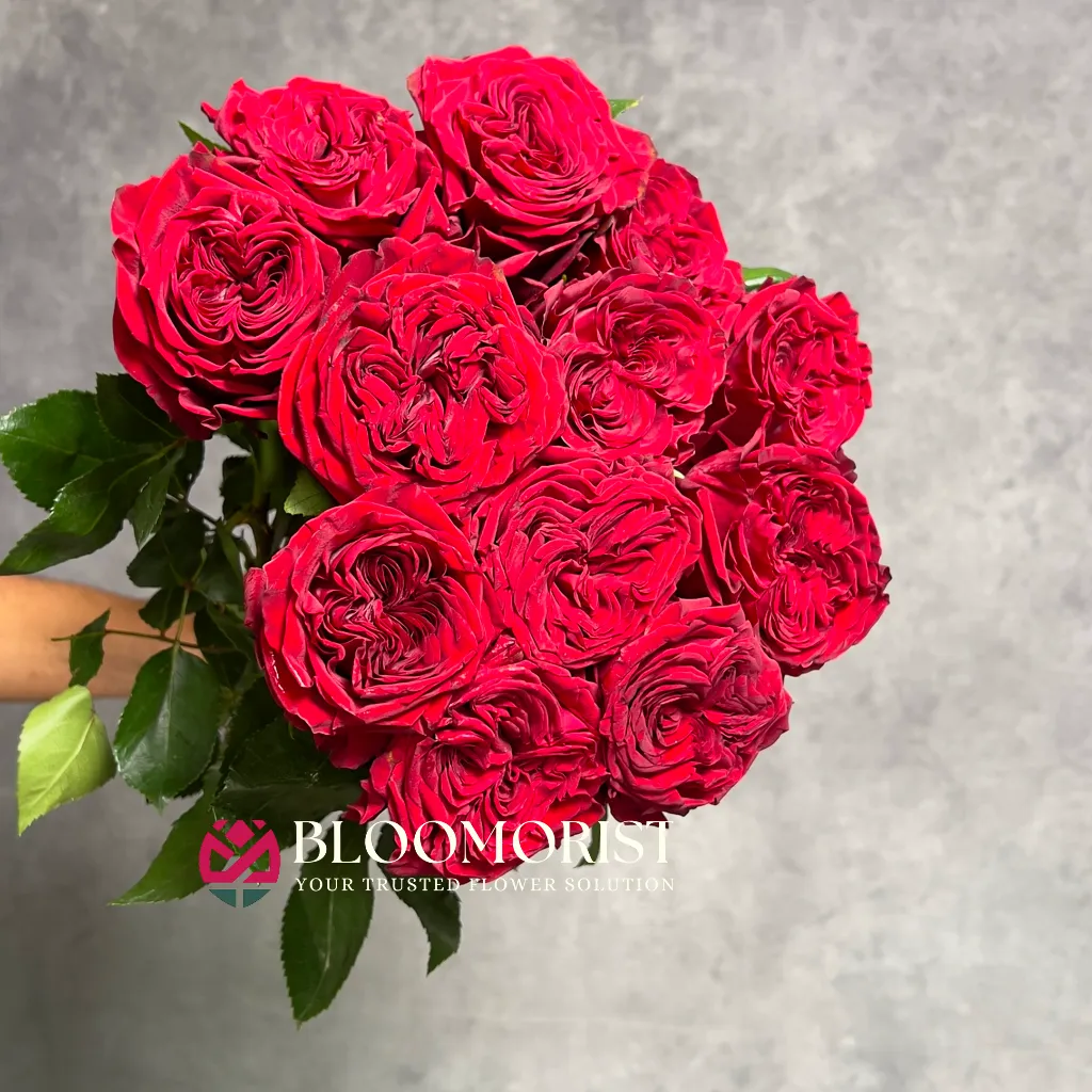Mawar Mayra Red