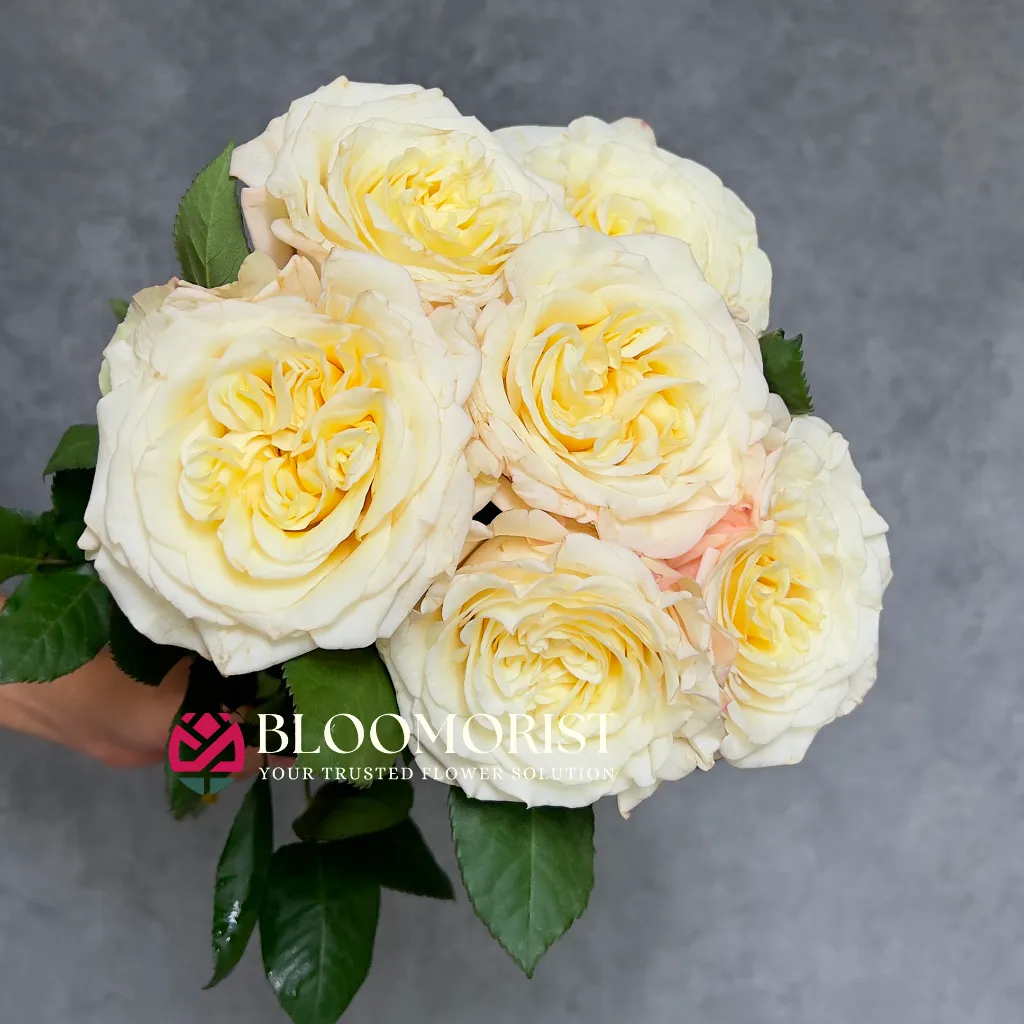 Mawar White Ashley