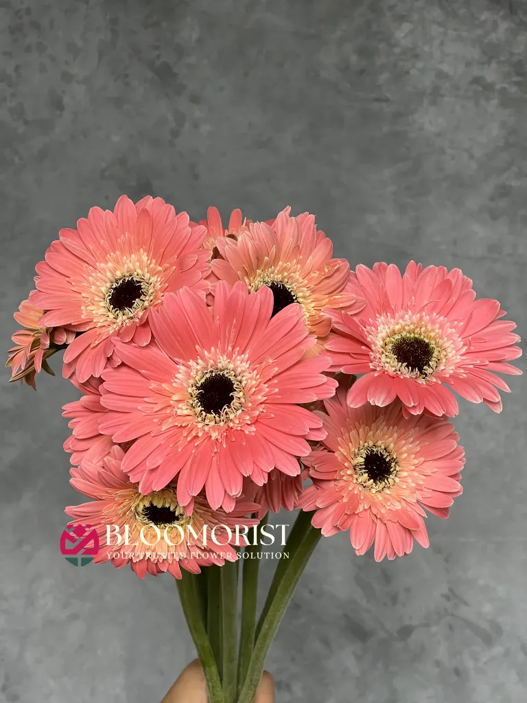 Garbera Pink